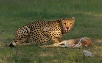 223 - CHEETAH TUCKING INTO KILL - JOUBERT CHARMAINE - south africa <div